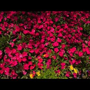 Meet your Posher, Lindsay